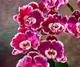 Орхідея (підліток зараз без квітів) TopDreams Phal 5785 Knight Rider (Happy Butterfly) схильність до мутації метелика, але не 100% 1.7 (мох) - изображение 12
