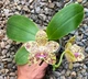 Орхідея (підліток зараз без квітів) TopDreams Phal 6237 Gigantea Pearl ароматні воскові квіти 5 см в розмірі 1.7 (мох) - изображение 3
