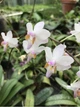Орхідея (підліток зараз без квітів) TopDreams Phal 0917-3 Doritis pulcherrima var. buyssoniana в розмірі 1.7 (мох) - изображение 6