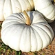 Насіння Гарбуз Flat White Boer, Cucurbita maxima 5 шт/уп - зображення 1