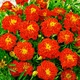 Насіння Чорнобривці 'Carmen' , Tagetes patula nana 10 шт/уп - зображення 1