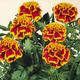 Семена Бархатцы "Honeycomb", Tagetes erecta 10 шт/уп - изображение 3