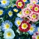 Семена Конвольвулюс трёхцветный 'Mixed', Convolvulus tricolor 10 шт/уп - изображение 1