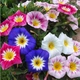 Семена Конвольвулюс трёхцветный 'Mixed', Convolvulus tricolor 10 шт/уп - изображение 2