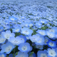 Насіння Немофіла 'Baby Blue Eyes', Nemophila menziesii 10 шт/уп - зображення 5