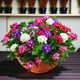 Семена Вербена "Color Mix", Verbena hybrida 10 шт/уп - изображение 1