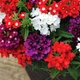 Семена Вербена "Color Mix", Verbena hybrida 10 шт/уп - изображение 2