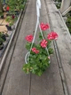 Плющелистная (ампельная) пеларгония Ivy Arctic Scarlet, подрощенное цветущее растение в горшке 400 мл - изображение 4