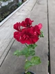 Плющелистная (ампельная) пеларгония (название утеряно), подрощенное цветущее растение в горшке 400 мл - изображение 1
