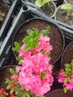 Азалія японська «Рококо» (Rhododendron obtusum 'Rokoko') - зображення 2