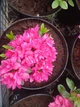 Азалія японська Меліна (Azalea japonica Melina) - зображення 2