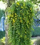 Вербейник монетчатий «Aurea» (Lysimachia nummularia 'Aurea') Р12 - зображення 1