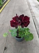 Плющелистная (ампельная) пеларгония Moonflair Burgundy, саженец в 100-граммовом стаканчике - изображение 3