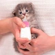 Бутылка для кормления молоком котят и щенков Taotaopets 126606 Pink с соской щетки для мытья - изображение 2