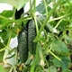 Огурец Лютояр F1 Yuksel Seed 10 шт - изображение 1