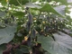 Огурец Лютояр F1 Yuksel Seed 10 шт - изображение 2