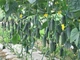 Огурец Лютояр F1 Yuksel Seed 10 шт - изображение 3