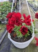 Плющелистная (ампельная) пеларгония Allegria Velvet Red, подрощенное цветущее растение в горшке 400 мл - изображение 2