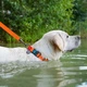 Повідець для собак WAUDOG Waterproof водостійкий M 3.05 м 20 мм Помаранчевий - зображення 7