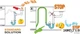 Сифон для двойной кухонной мойки LIRA New Spazio 2 Domestico Ø40 мм с подключением бытовой техники - изображение 2