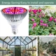 LED фітолампа E27 80W — повний спектр для рослин, лампа для росту, розсада, квіти, кімнатні рослини - зображення 8