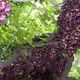 Мукуна жгучая Mucuna pruriens (лиана), семена 2 шт. - изображение 3