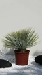 Экзотическая Юкка рострата (Yucca rostrata) «Spanish Premium» — высота 70-90 см, морозостойкость до -22 °C - изображение 1