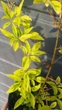 Форзиція середня "Variegata" (Варієгата) - изображение 1