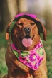 Одежда Hat-Dog Бандана для собак, капуста S (HDCB0026::060) - изображение 4