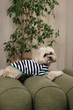 Одежда Pet Fashion Breeze Футболка для собак L (1111225442) - изображение 3