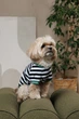 Одежда Pet Fashion Breeze Футболка для собак L (1111225442) - изображение 5
