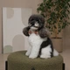 Одежда Pet Fashion Ruta Аксессуар на шею для собак XS-XS2 (1111225926) - изображение 3