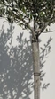 Оливковое дерево европейская Арбекина (Olea europaea Arbequina), возраст 10-15 лет - изображение 9