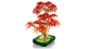 Конструктор Lego Бонсай из Японского Красного Клена Botanicals 10348 - изображение 5