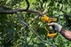 Садовые ножницы - аккумуляторный секатор DeWALT DCMPP568P1 аккумулятор 18В диаметр реза 32 мм вес 1.37 кг (DCMPP568P1) - изображение 7