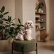 Платье для собак Pet Fashion Amelia белое с цветочным принтом XS (MLZ12157) - изображение 3