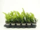 Тис ягідний Taxus baccata Summergold (9 горщик) - изображение 2