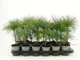 Сосна Веймутова Pinus Strobus (9 горщик) - изображение 2