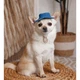Панама Pet Fashion Stars XS - синій - изображение 6