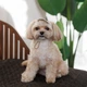 Кепка для собак Pet Fashion Glamor XL - бежевий - изображение 5