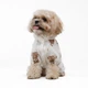 Комбінезон для собак Pet Fashion Pluto XXS - білий - изображение 4