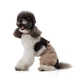 Шорти для собак Pet Fashion Leo M - бежевий - зображення 5