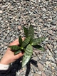 Сансевієрія Еверест (Sansevieria Everest), 8 см горщик, висота 15 см - зображення 1