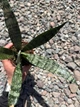 Сансевієрія Еверест (Sansevieria Everest), 8 см горщик, висота 15 см - зображення 4
