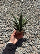 Сансевієрія Еверест (Sansevieria Everest), 8 см горщик, висота 15 см - зображення 8