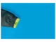 Термо-куртка лыжная мембранная (3000мм) для мальчика Lupilu BIONIC-FINISH® ECO 486839 110-116 см (4-6 years) Зеленый - изображение 5