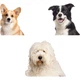 REDMINUT Pet Smart Blower, Фен для великих собак, Фен для шерсті золотистого ретривера, 2000 Вт PRO Versio - зображення 2