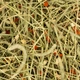 Сіно для гризунів Deli Nature Rodelicious Timothy Hay Carrot & Parsnip тимофіївки з морквою та пастернаком 600 г 21358 - зображення 2