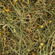 Сіно для гризунів Deli Nature Rodelicious Herbal Hay Daisy & Dandelion з ромашкою та кульбабою 600 г 21359 - зображення 2