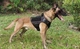 Шлейка для собак Tactical K9, металева пряжка фастекс і система MOLLE, М (62-84 см) Чорний (271М-BLACK) - зображення 8